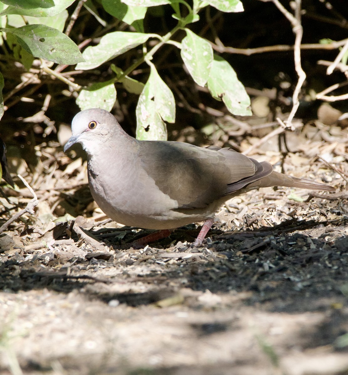 Mavi Halkalı Kumru - ML645662766