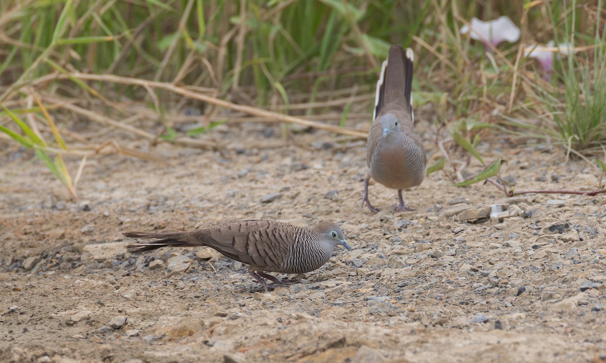 Zebra Kumrusu - ML645662767