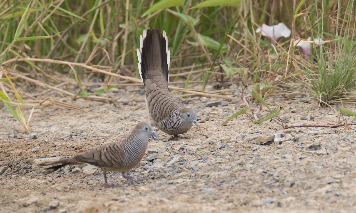 Zebra Kumrusu - ML645662768