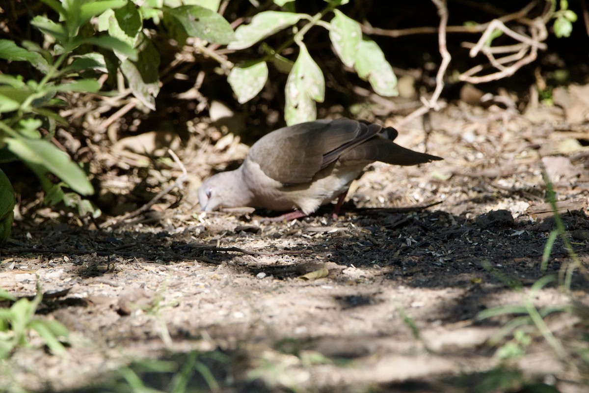 Mavi Halkalı Kumru - ML645662769