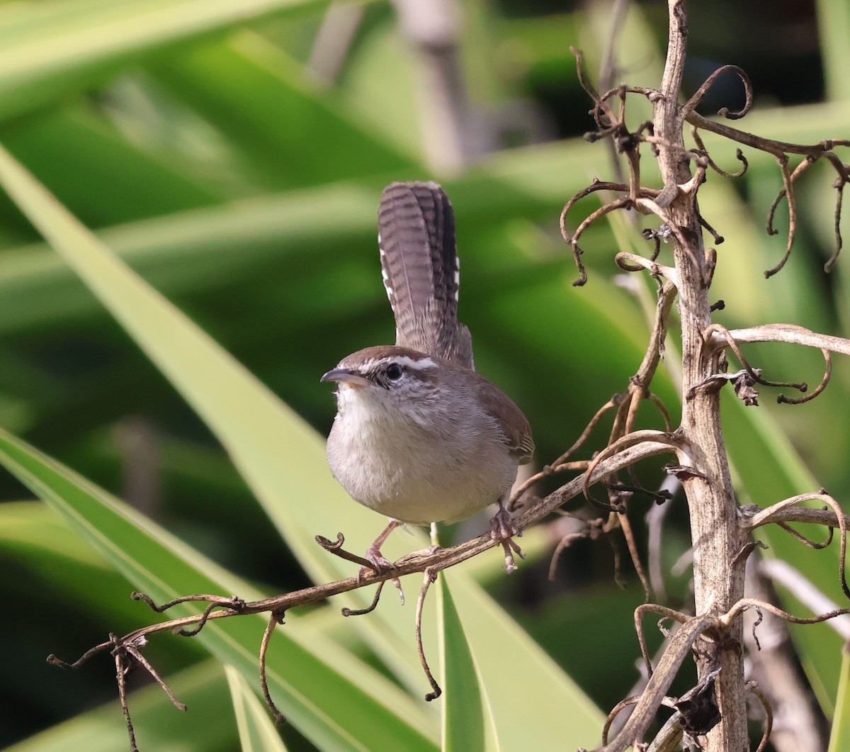 Bewick Çıtkuşu - ML645662771