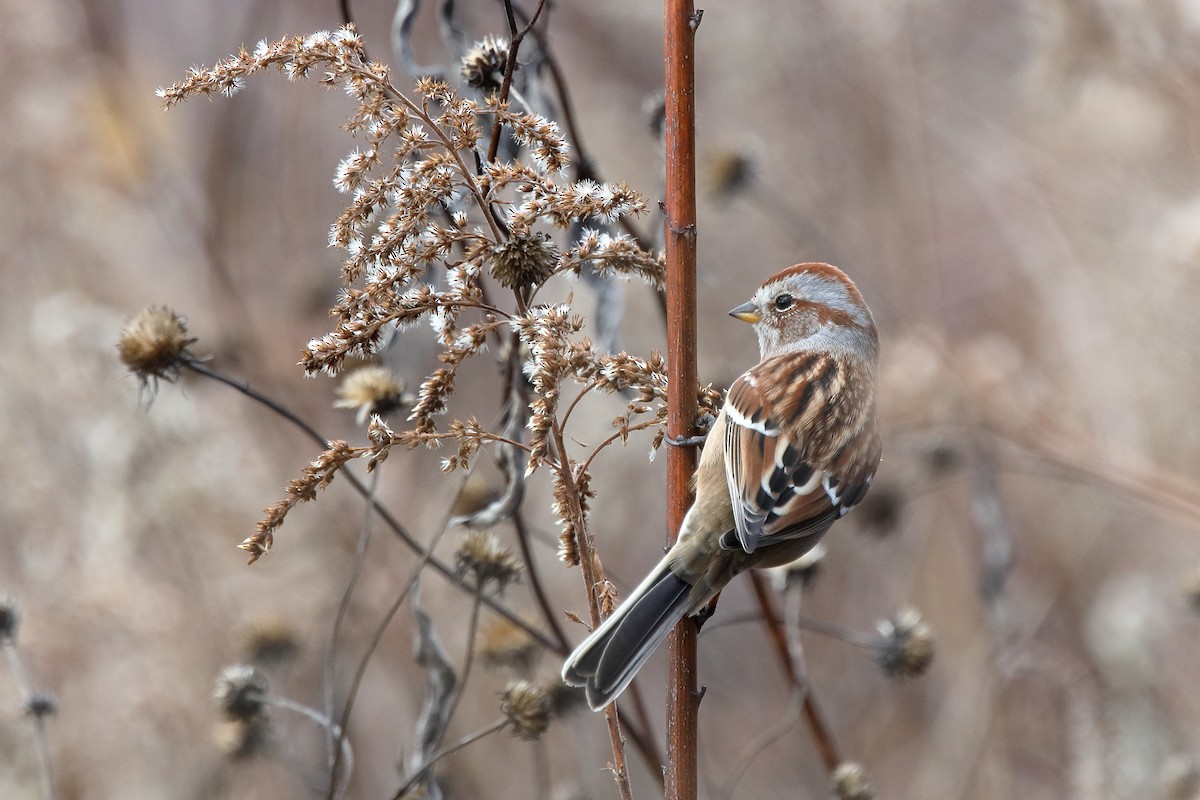 Hudson Körfezi Serçesi - ML645662772