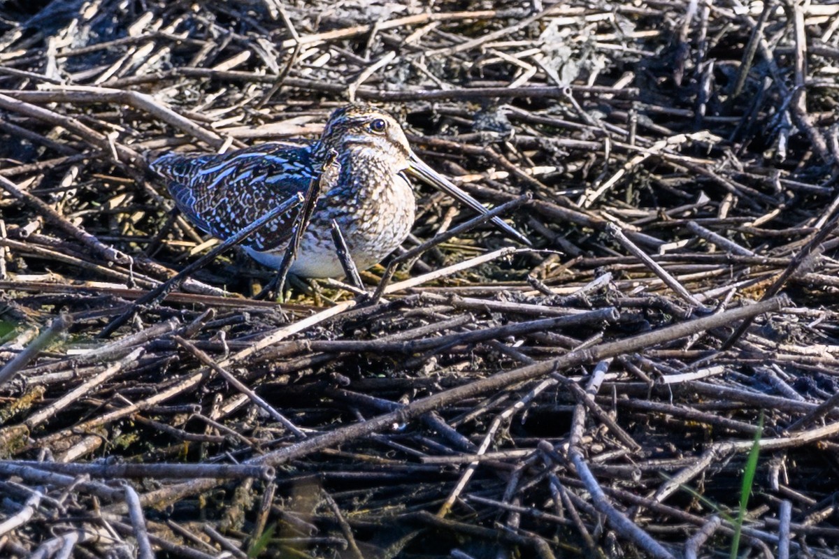 Wilson Suçulluğu - ML645662773