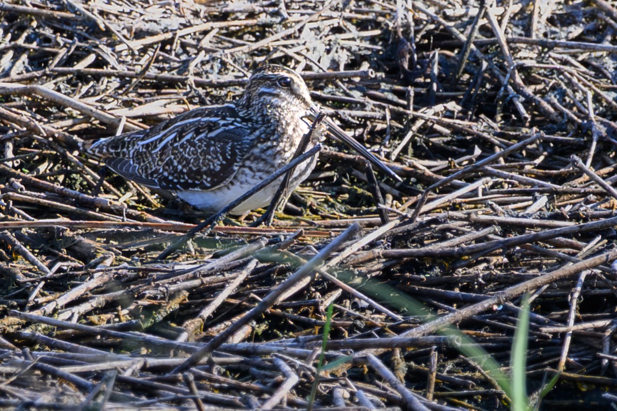 Wilson Suçulluğu - ML645662774