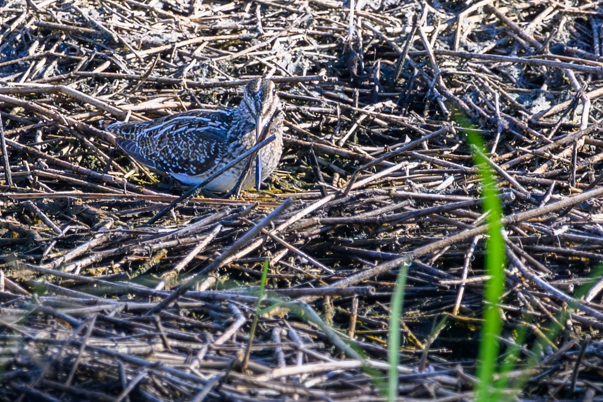 Wilson Suçulluğu - ML645662775