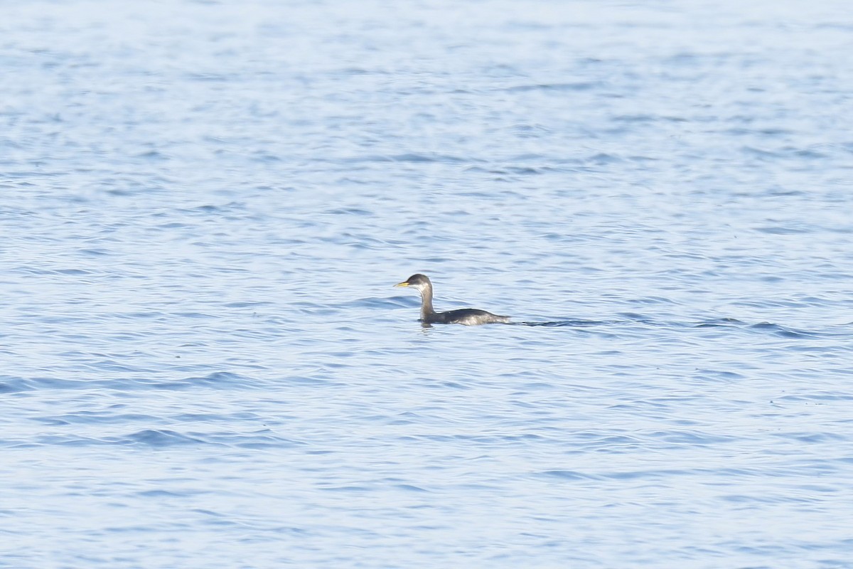 Kızıl Boyunlu Batağan - ML645662777