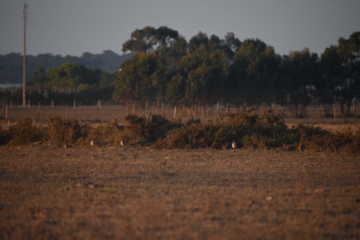 Kocagöz - ML645662778