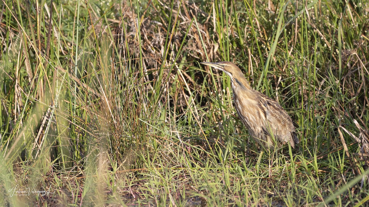 Amerika Balabanı - ML645662779