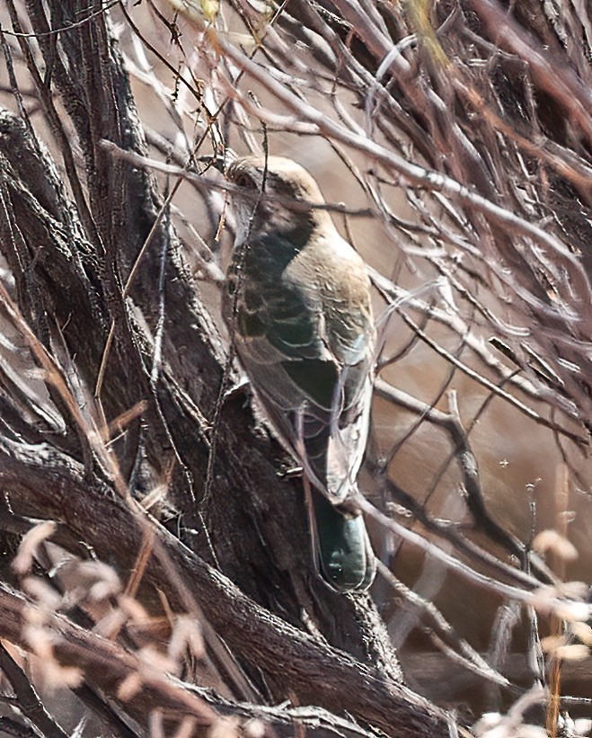 Horsfield Zümrüt Guguğu - ML645662781