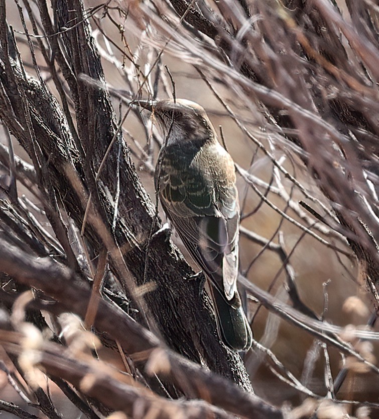 Horsfield Zümrüt Guguğu - ML645662782