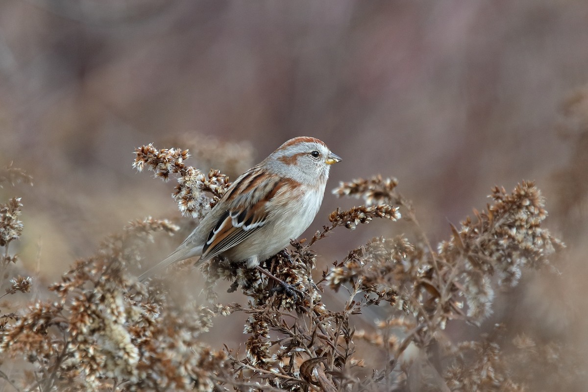 Hudson Körfezi Serçesi - ML645662786