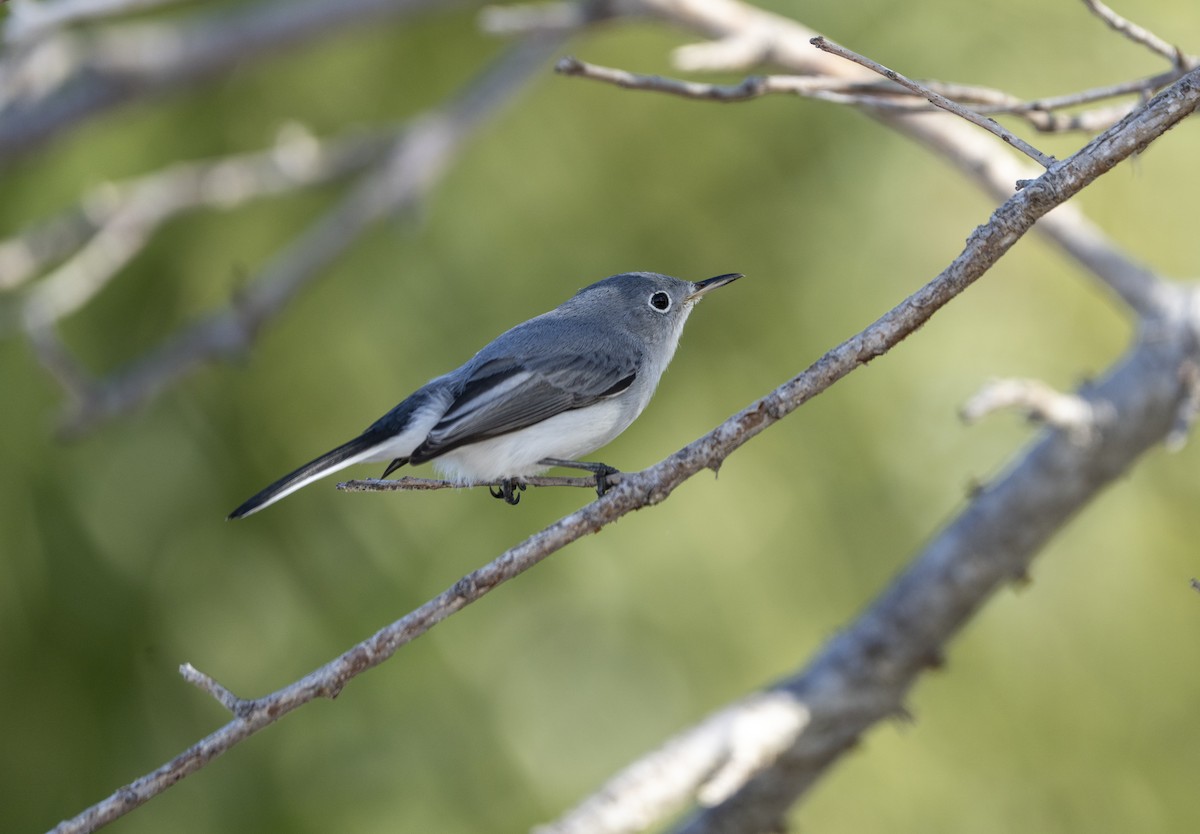 Gökrengi Bitkuşu - ML645662787