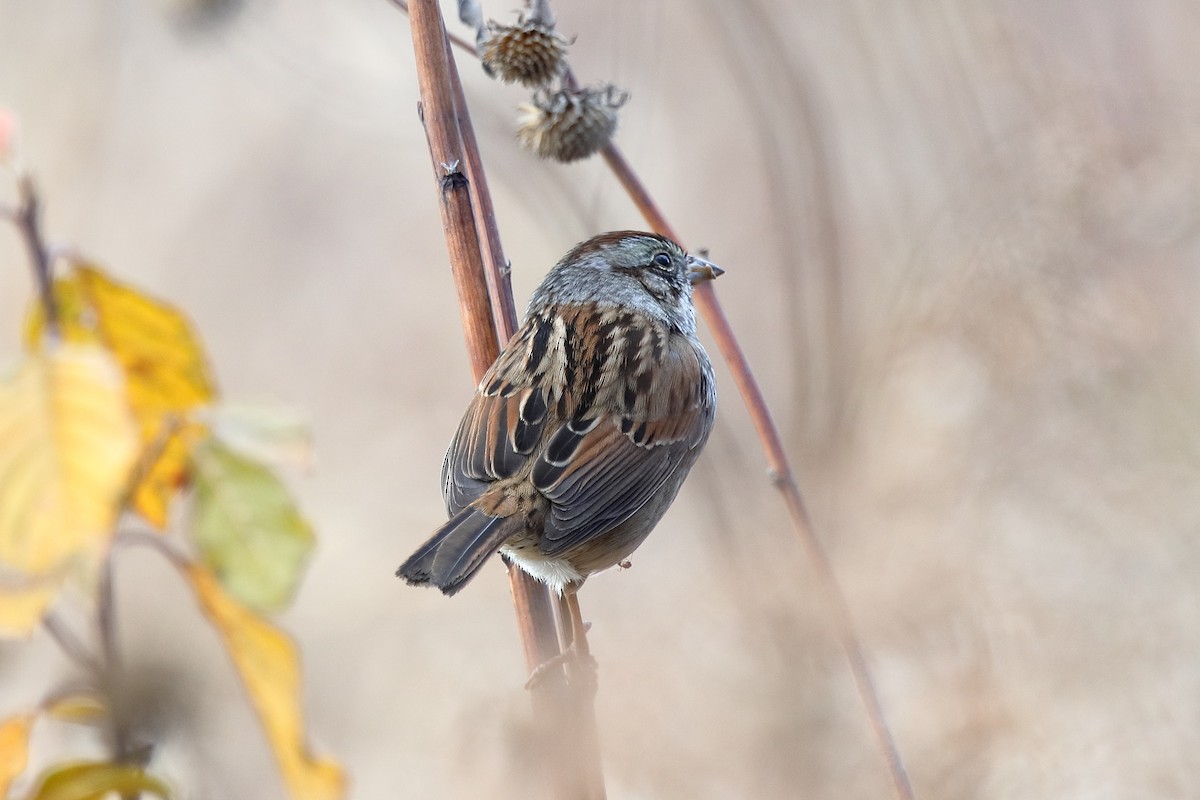 Bataklık Serçesi - ML645662788