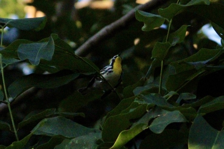 Yellow-throated Warbler - ML645662789