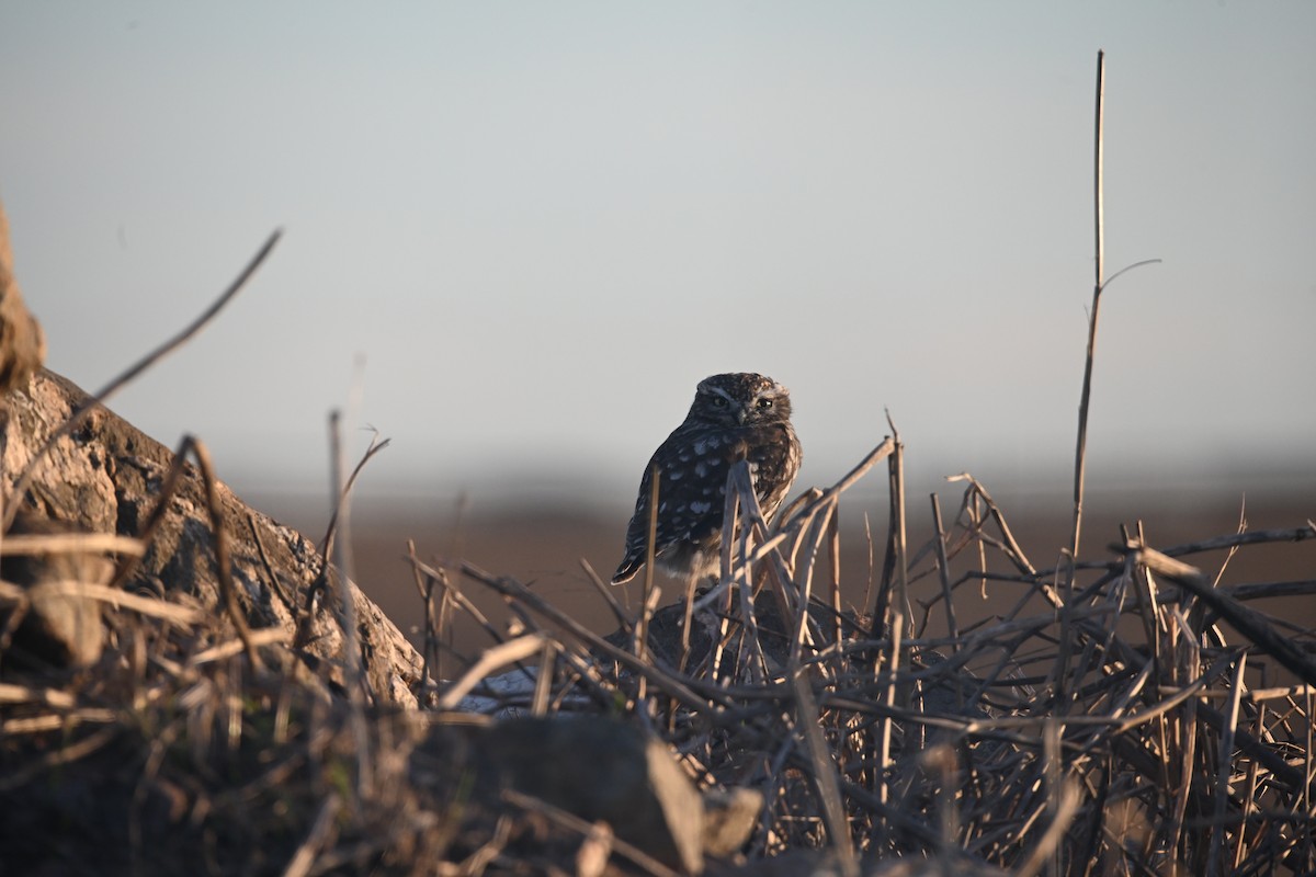 Kukumav - ML645662790