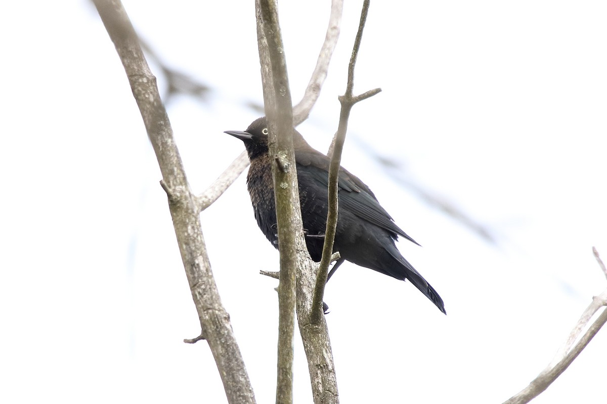 Pas Rengi Karatavuk - ML645662791