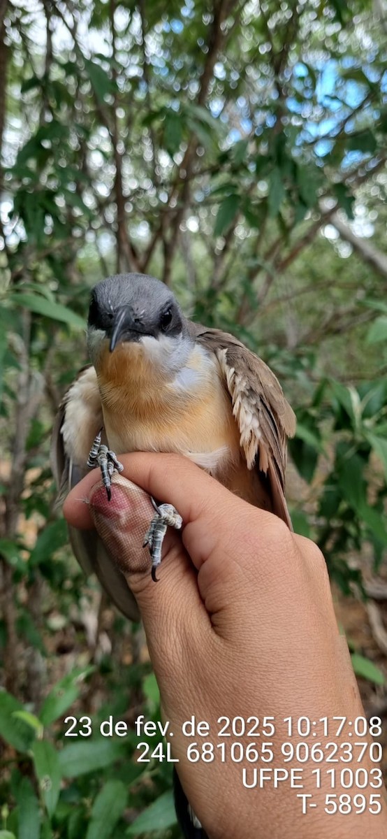 Кукліло бурий - ML645662806