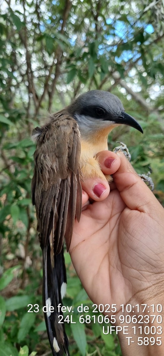 Кукліло бурий - ML645662807