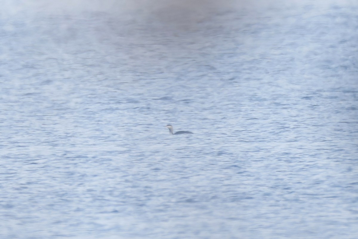 Red-throated Loon - ML645662815