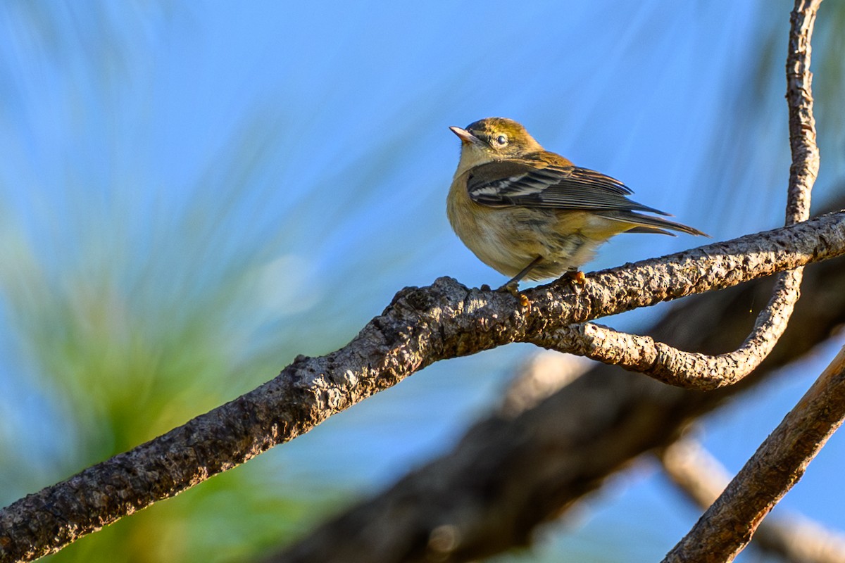Pine Warbler - ML645662821