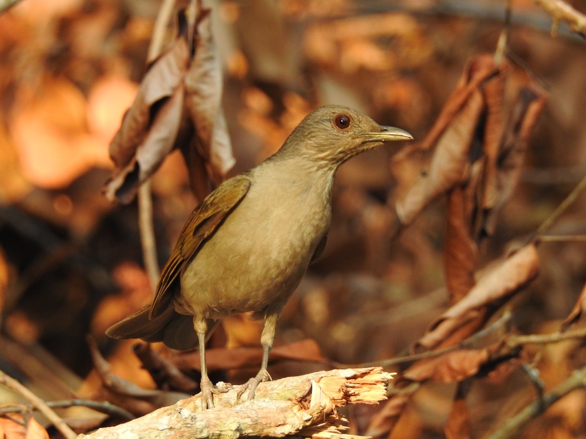 Fahlbrustdrossel - ML645662838