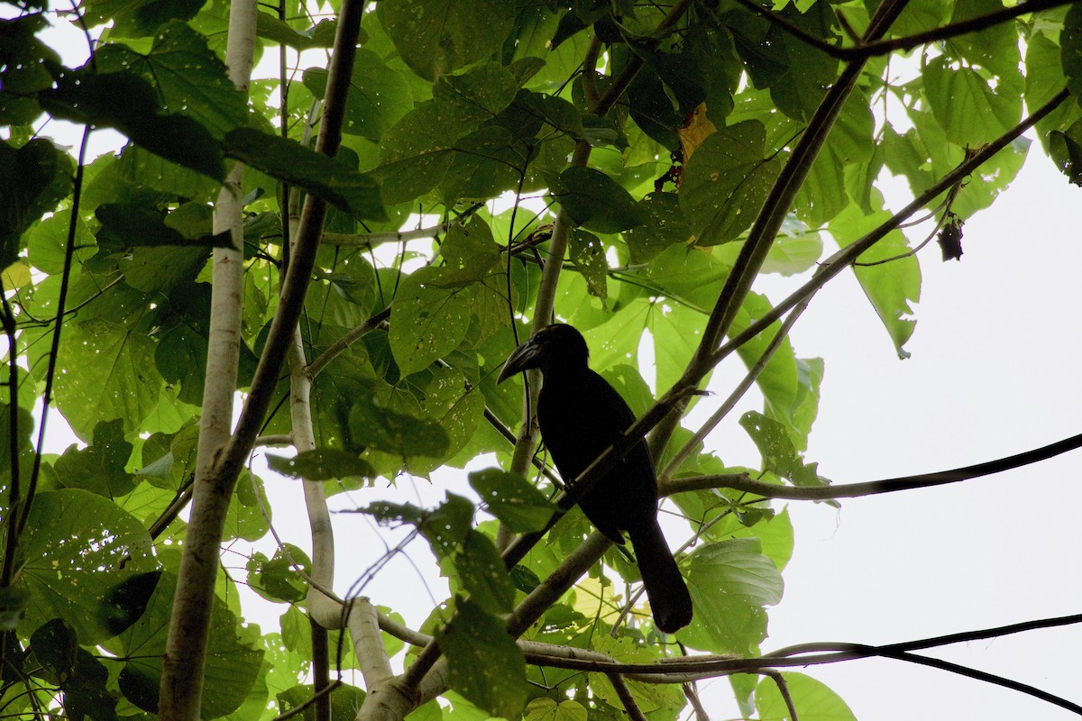 sulawesihornfugl - ML645662843