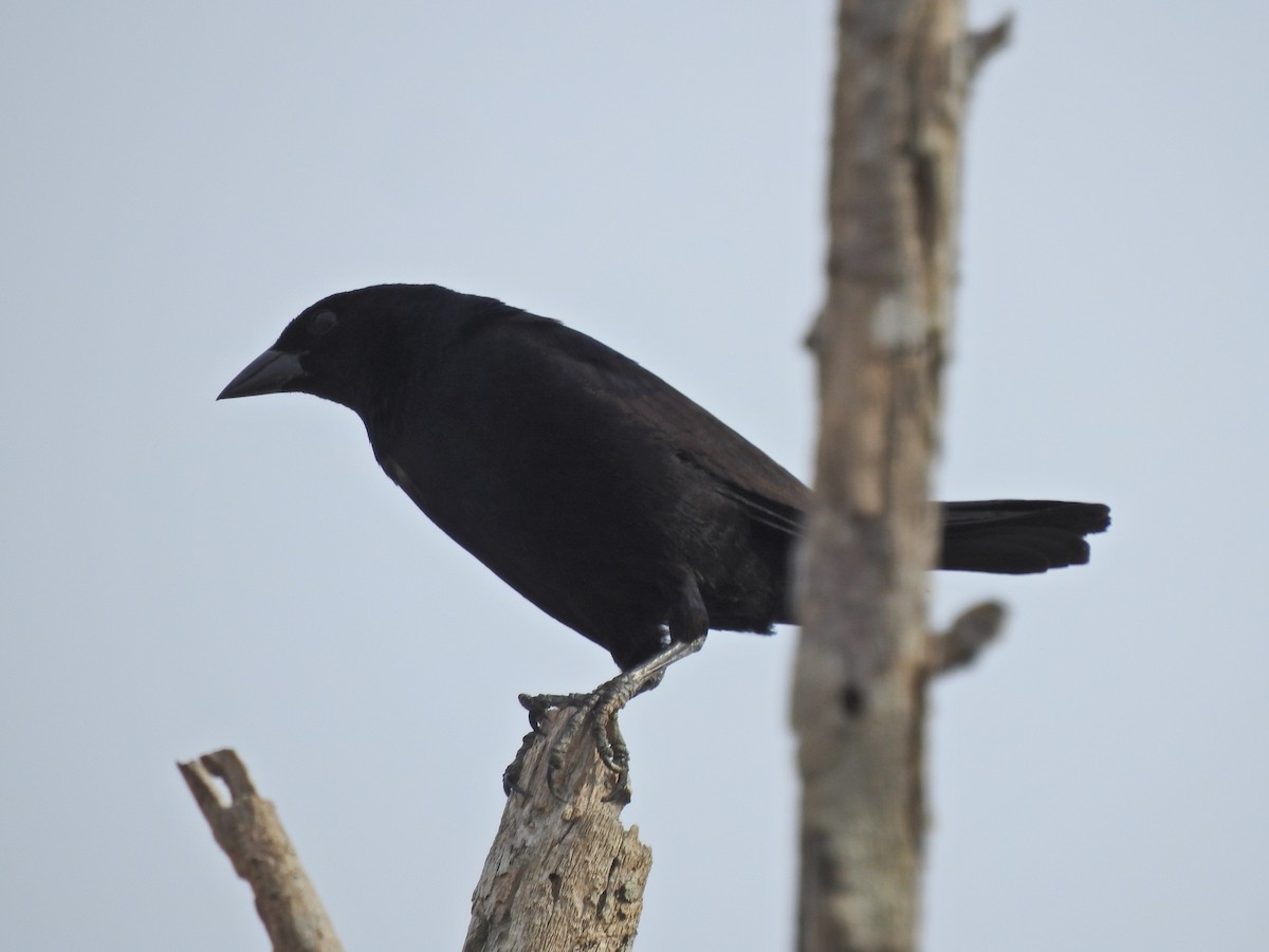 silketrupial - ML645662857