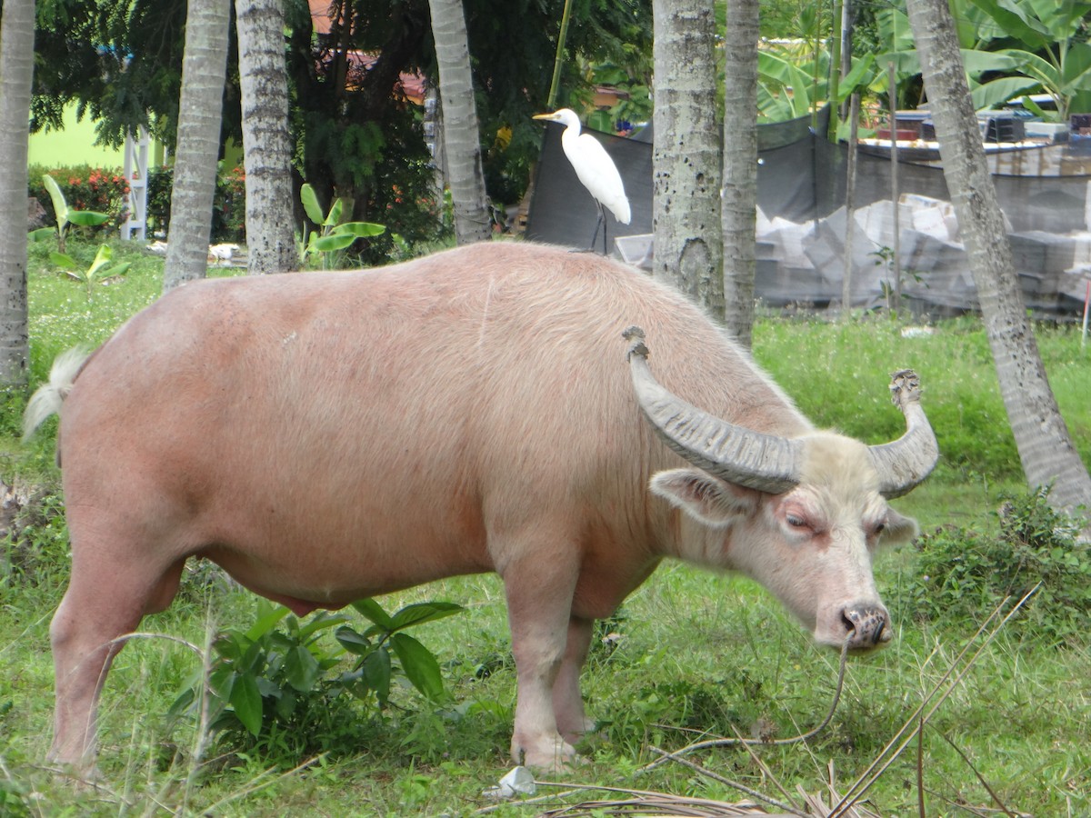 duskhegre - ML645662860