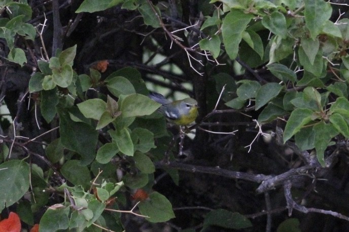 Northern Parula - ML645662861