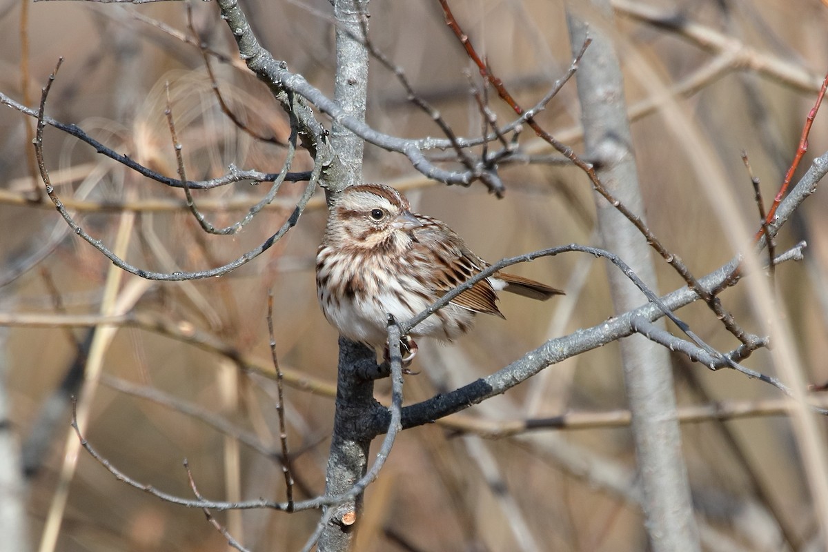 sangspurv - ML645662863