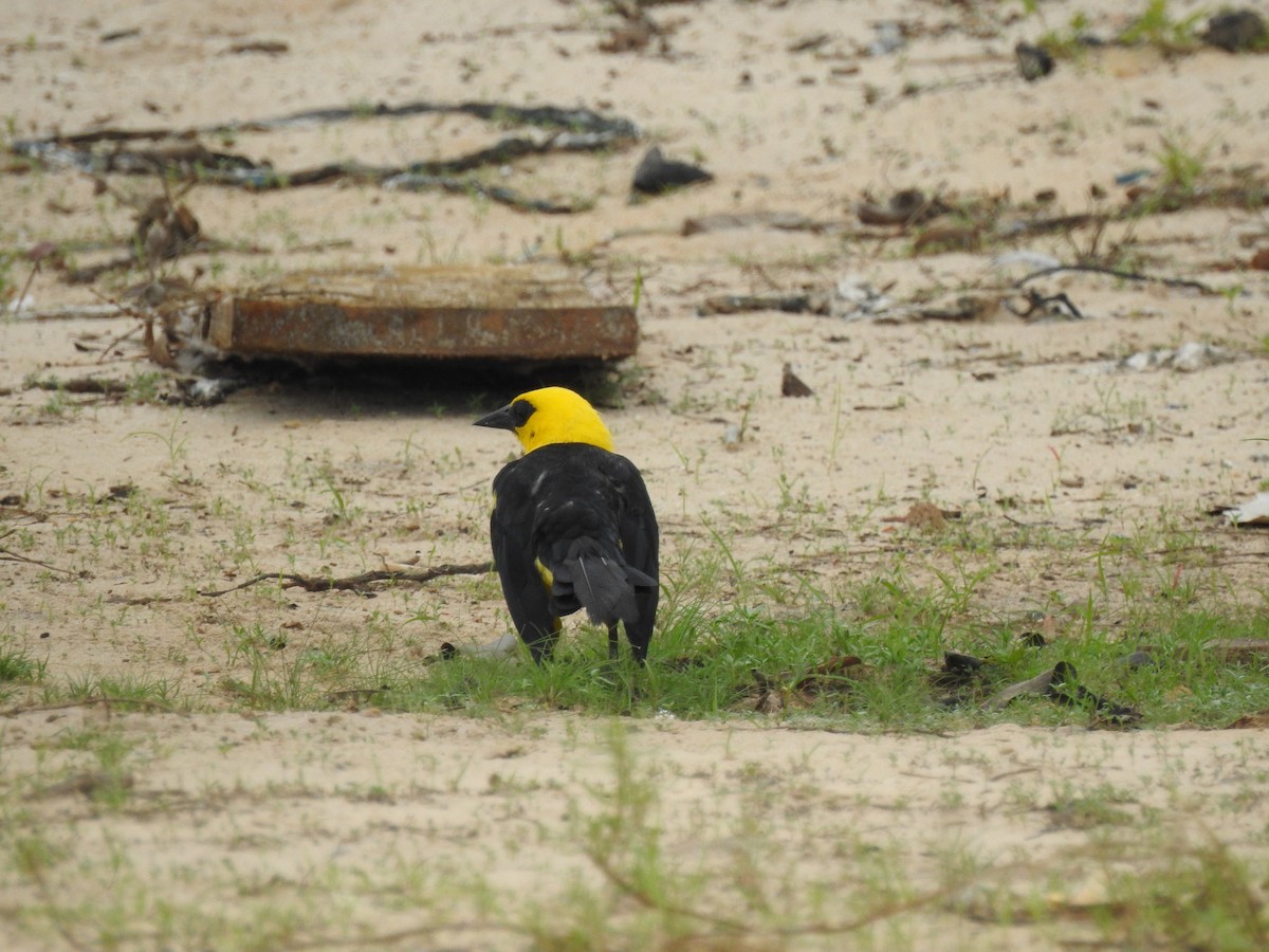 piroltrupial - ML645662864