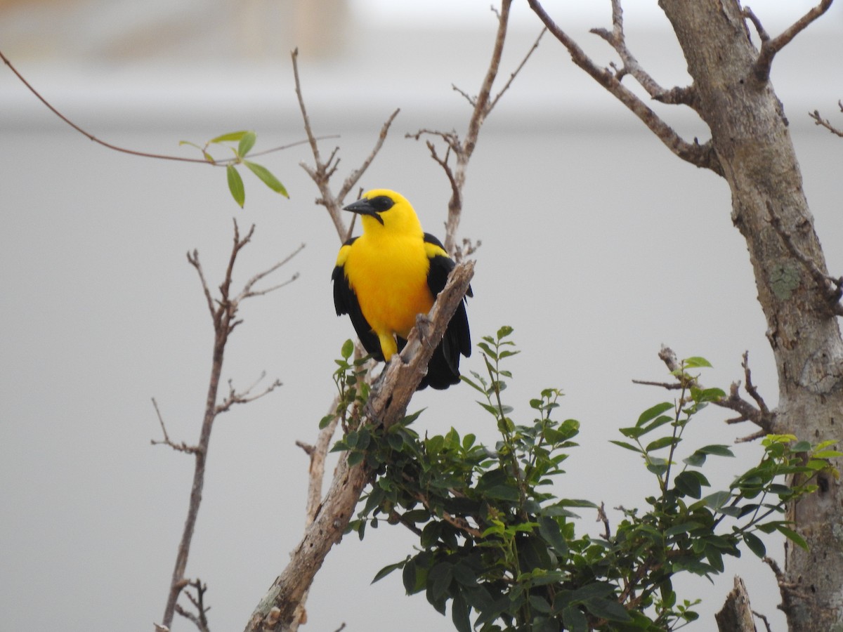 piroltrupial - ML645662865