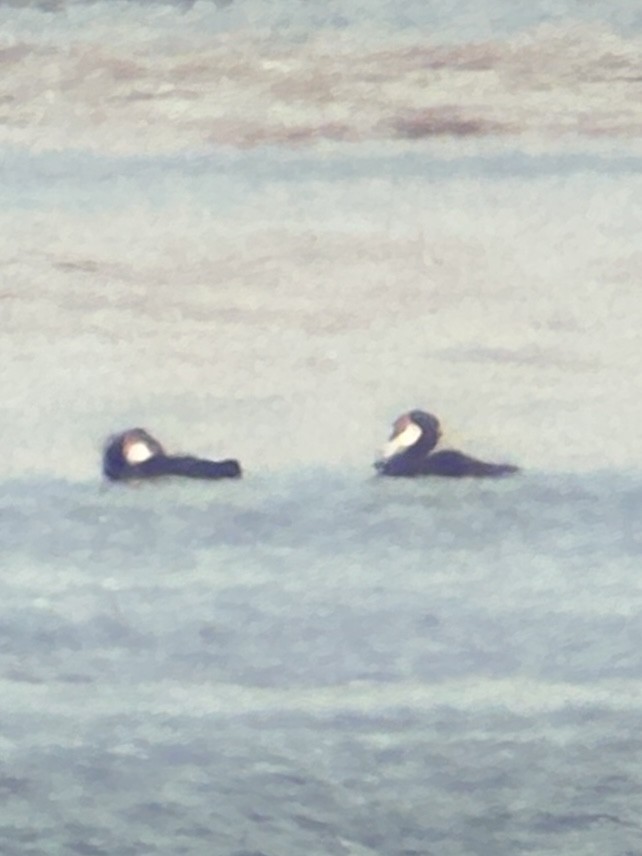 ub. lom (Gavia sp.) - ML645662866