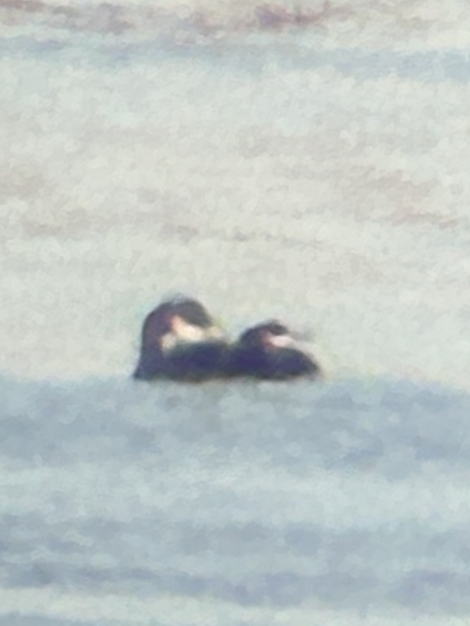 ub. lom (Gavia sp.) - ML645662867