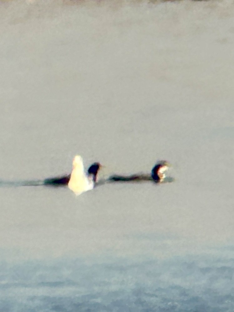 ub. lom (Gavia sp.) - ML645662868