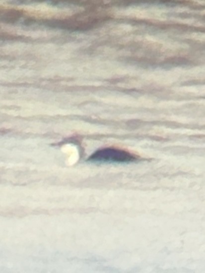 ub. lom (Gavia sp.) - ML645662869