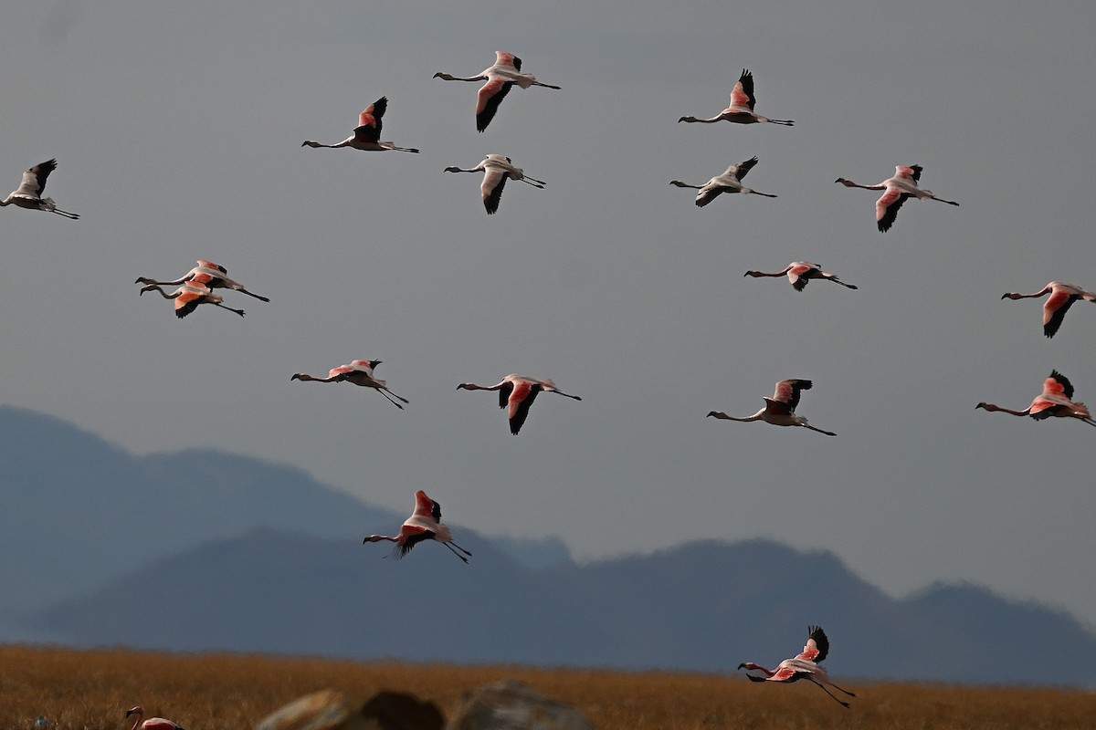 andesflamingo - ML645662871