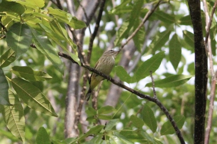 Palm Warbler - ML645662872
