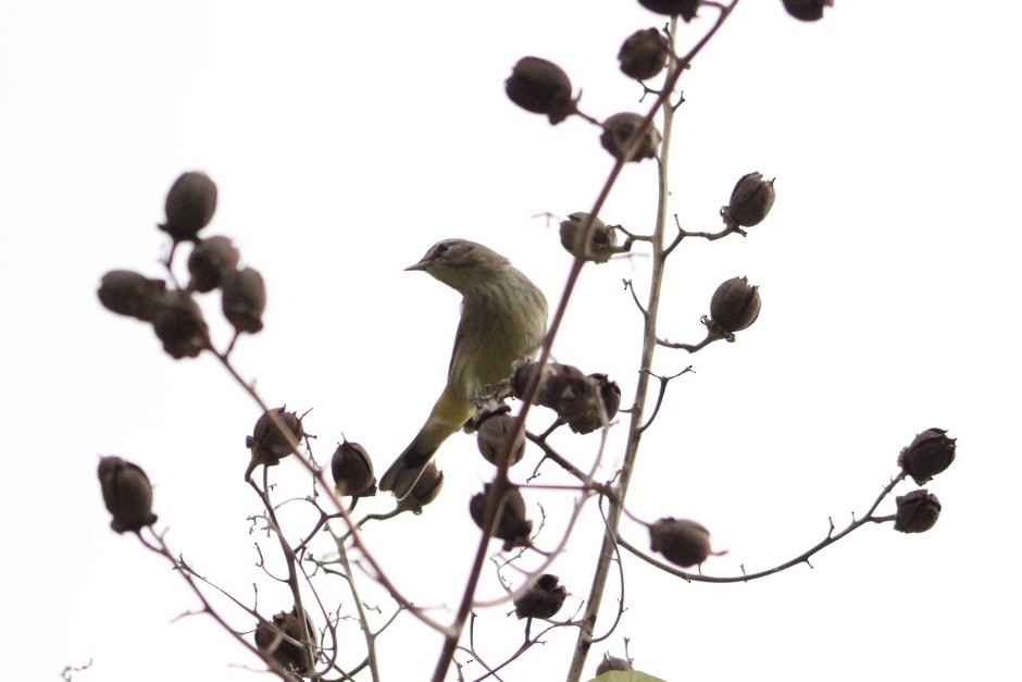 Palm Warbler - ML645662873