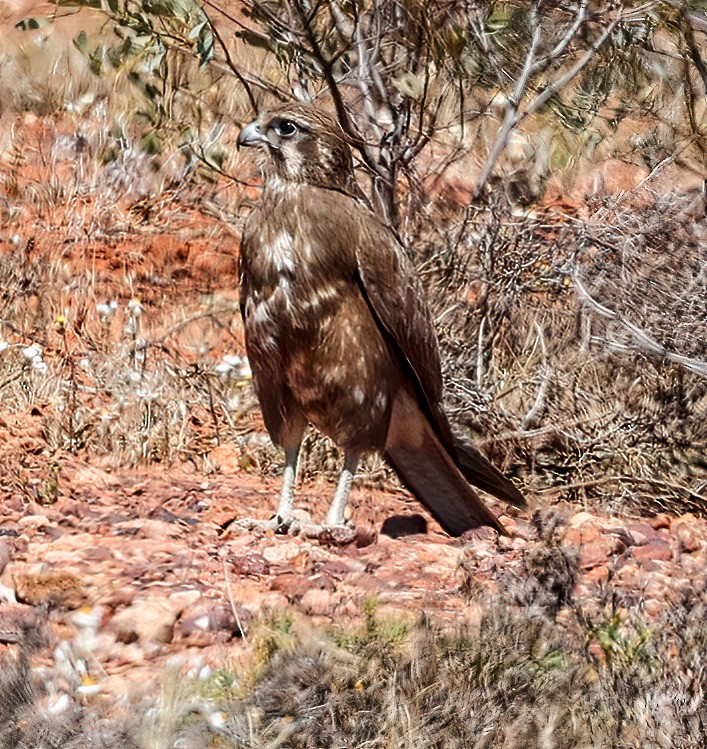 brunfalk - ML645662874