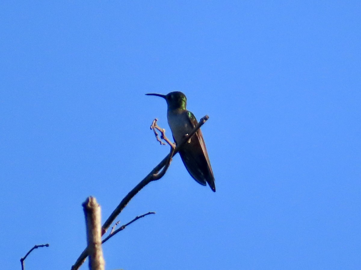 mexicosabelvinge - ML645662875