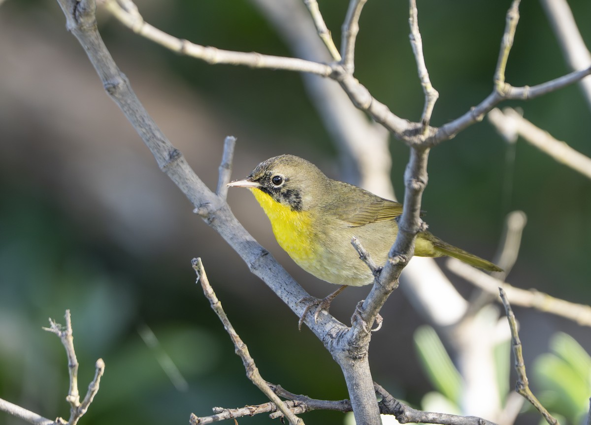 nordgulstrupe - ML645662876