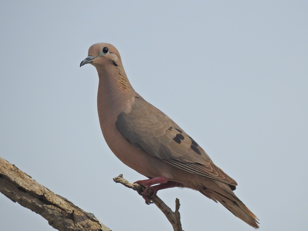 øredue - ML645662877