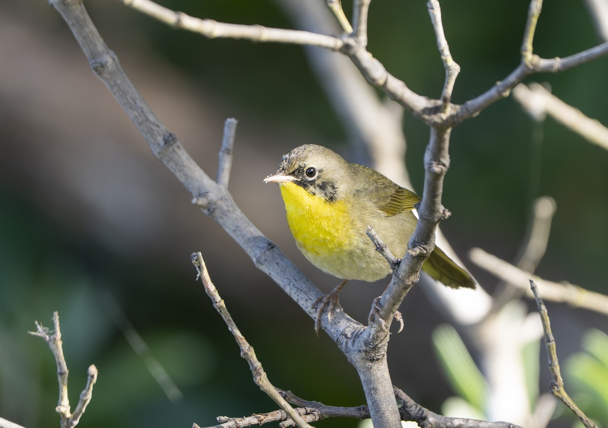 nordgulstrupe - ML645662880