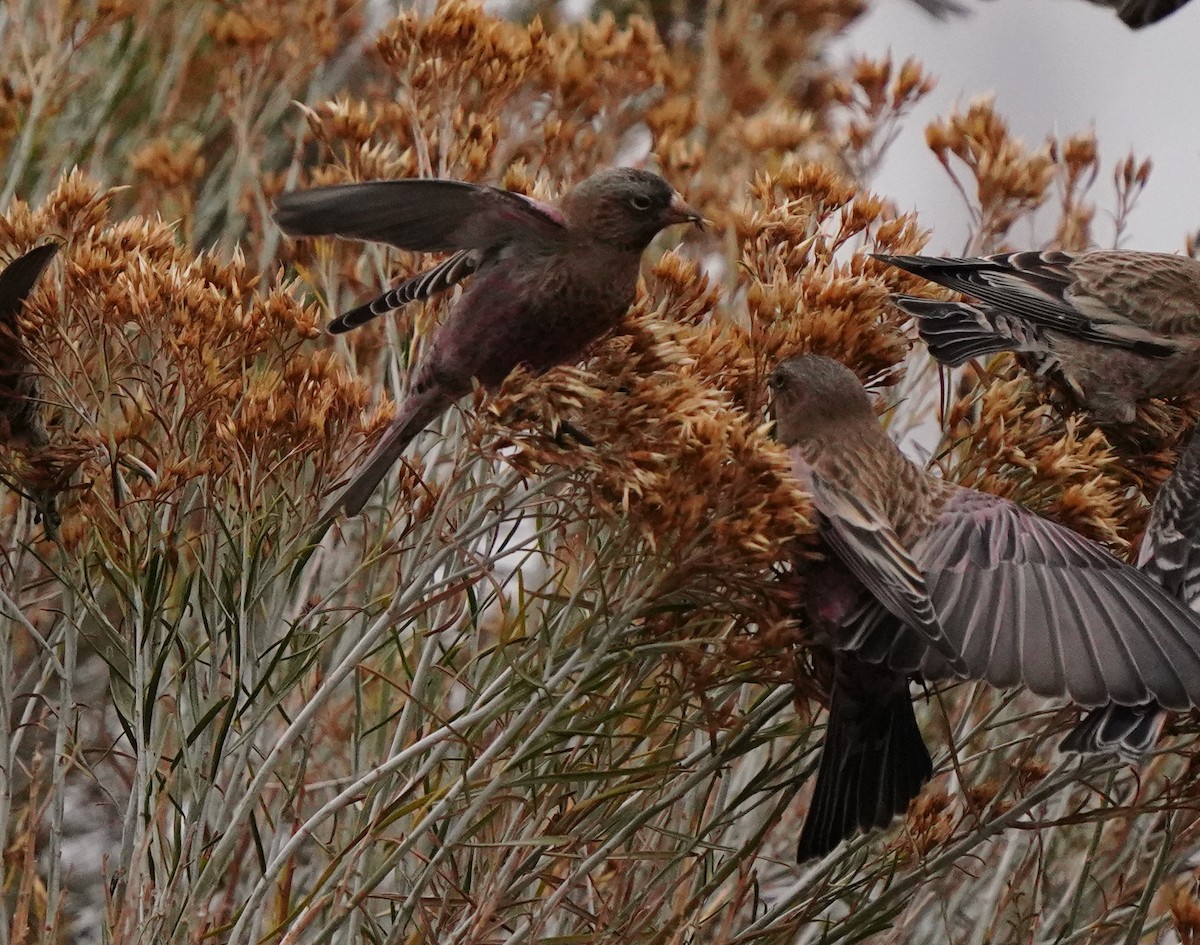 koloradofjellfink - ML645662881