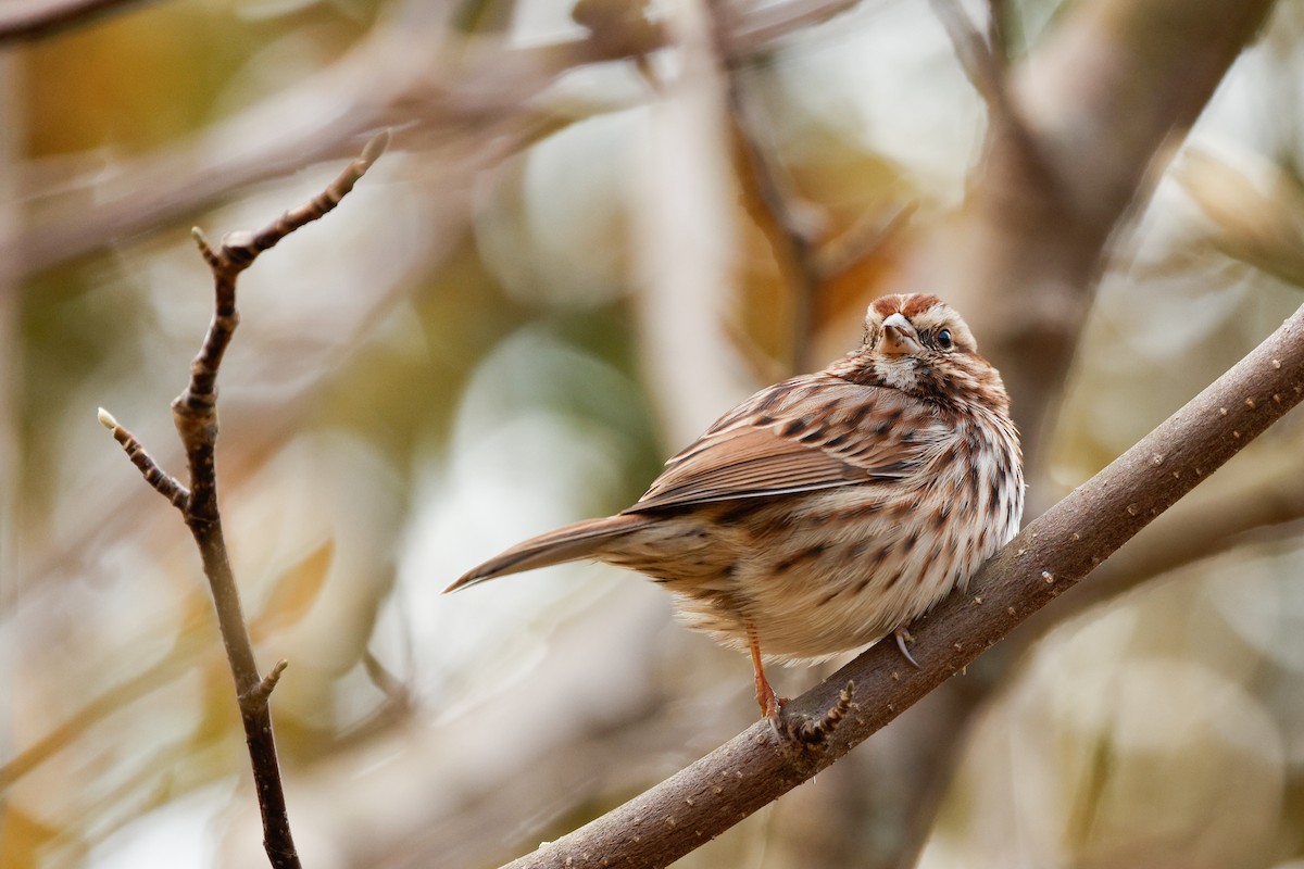 sangspurv - ML645662883