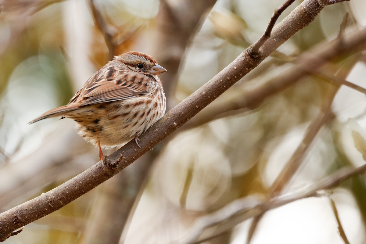 sangspurv - ML645662884