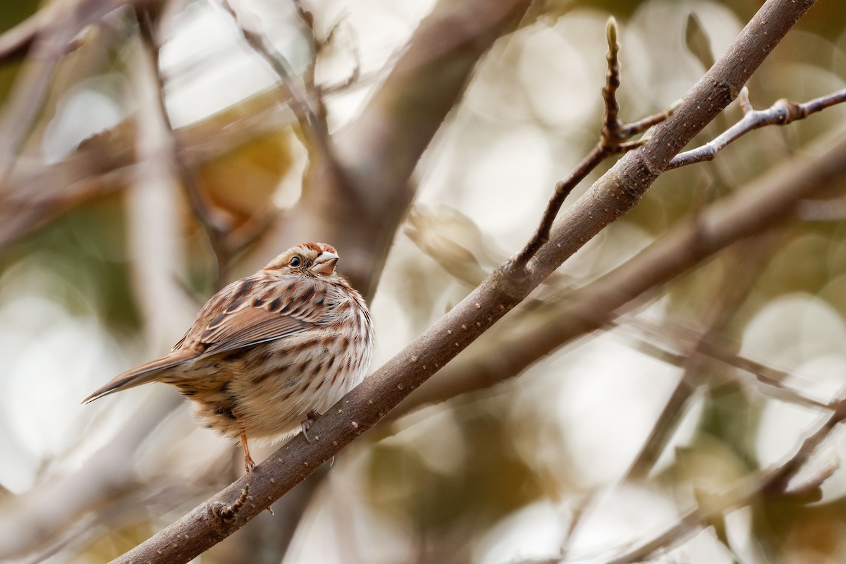 sangspurv - ML645662885