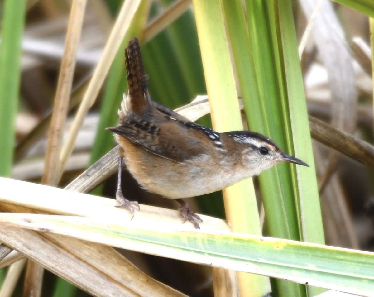 myrsmett - ML645662888