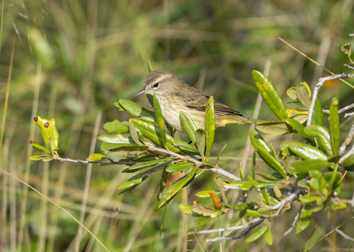 myrparula - ML645662892